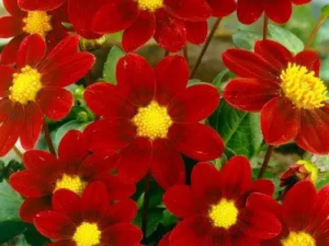 MIGNON RED