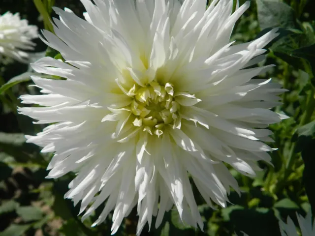 White Dahlia variety 'Snowy Russia' against green foliage