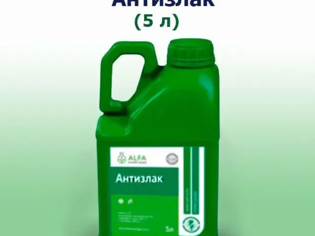 ANTIZLAK, KE