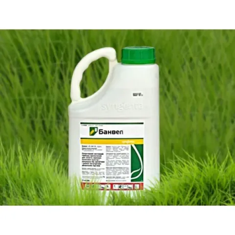 Каністра гербіциду Банвел 4 S 480 SL виробництва Syngenta на фоні трави