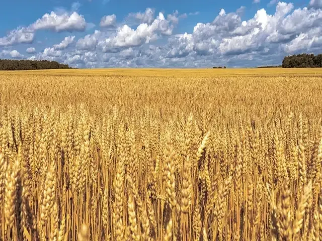 Райдон в.р.