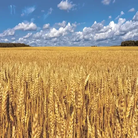 Золотое пшеничное поле, где может применяться гербицид Троль