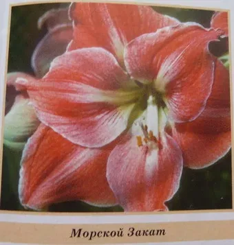 Крупный план цветка гиппеаструма сорта Морской Закат - КНЯЗЬ МИХАИЛ