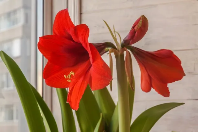 Red amaryllis flower - RASPBERRY BELL