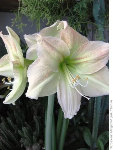 White Hippeastrum flowers Reminiscence against green foliage