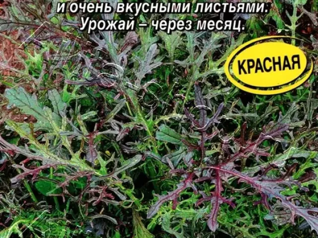 МЕЙ ЛИН
