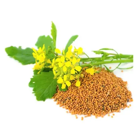 Mustard plant of the Passion variety with yellow flowers, leaves, and seeds