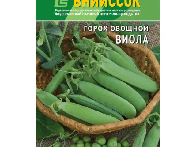 Виола