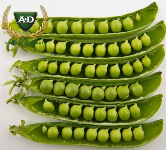 Green pea pods with A&D logo - Bosfor