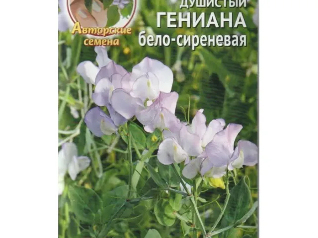 GENIANA WHITE-LILAC