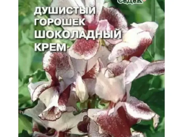 Шоколадница