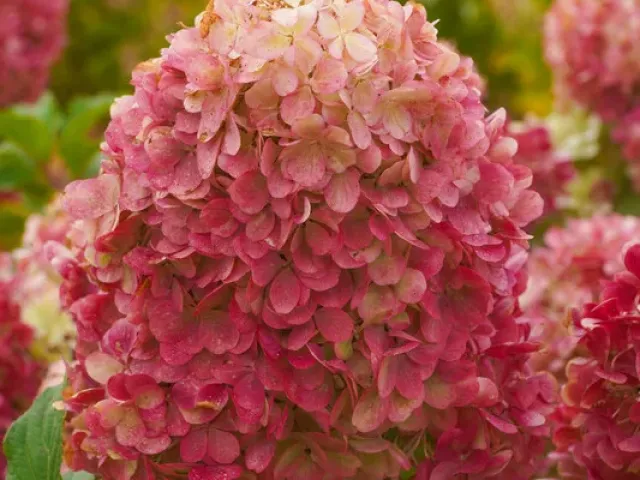 Krasa Leskovo Hydrangea