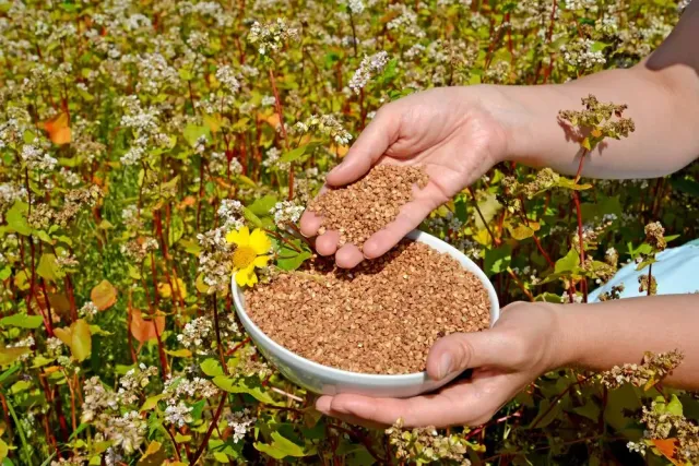 Buckwheat in hands against a flowering plant - Ussurochka
