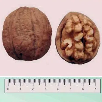 Walnut, shown whole and halved with a ruler for scale - Korzhuytsky