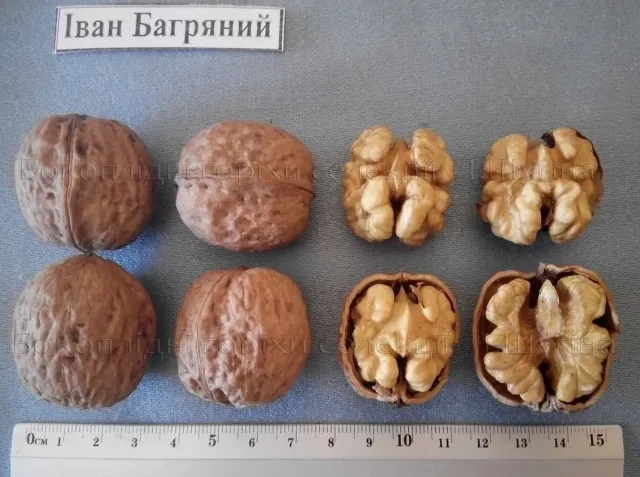 Грецкие орехи сорта Иван Багряний - Подильский Бокоплидний