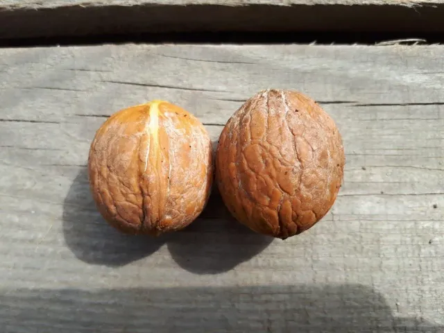 Two walnuts on a wooden surface - SER MAGNIFICENT