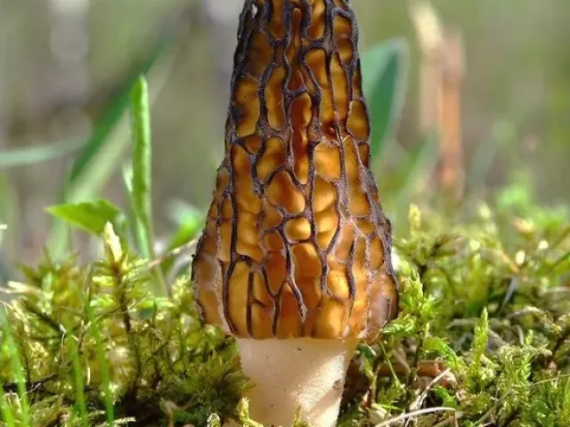 Morchella elata