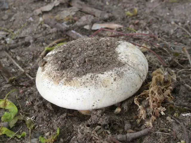 Two-ringed Mushroom