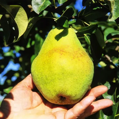 Fresh Enchanted pear held in hand against leafy background