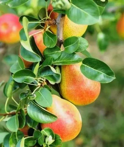 Ripening pear fruits on a tree branch