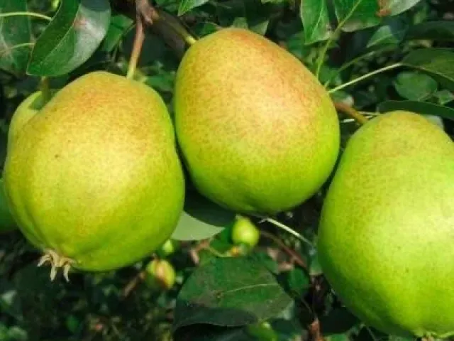Куюмская