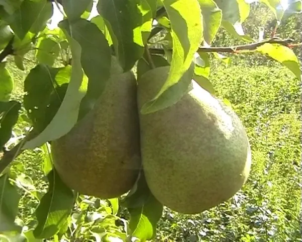 Ripe pears on a branch - Malievchanka