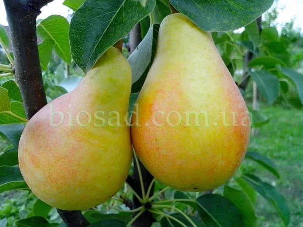 Two ripe pears hanging on a tree branch - Syaivo