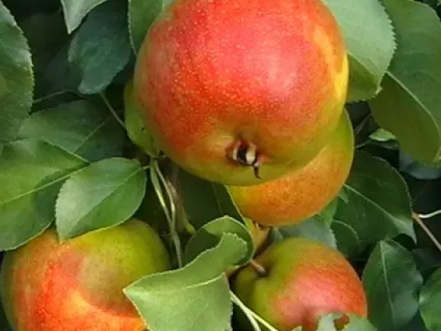Веселинка (Новинка)