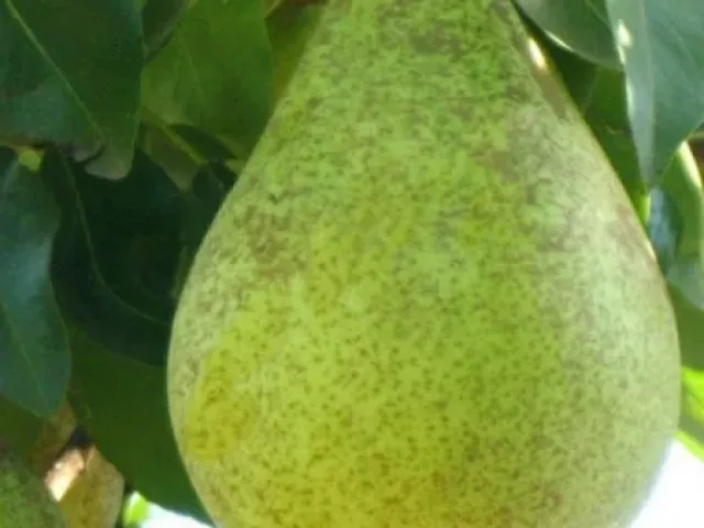 Dessert Pear