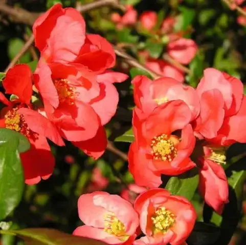 Flowering shrub of Chaenomeles 'Michurinskoye Chudo' with bright red flowers