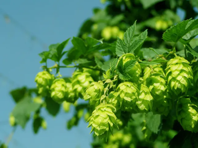Fresh hop cones against a blue sky - Druzhny