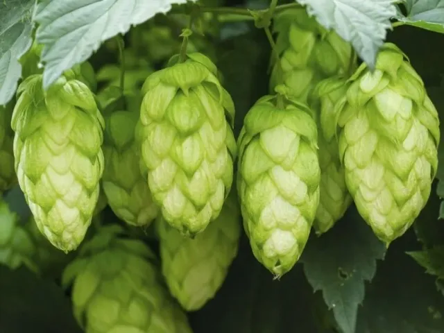 Hops Hmel'slav