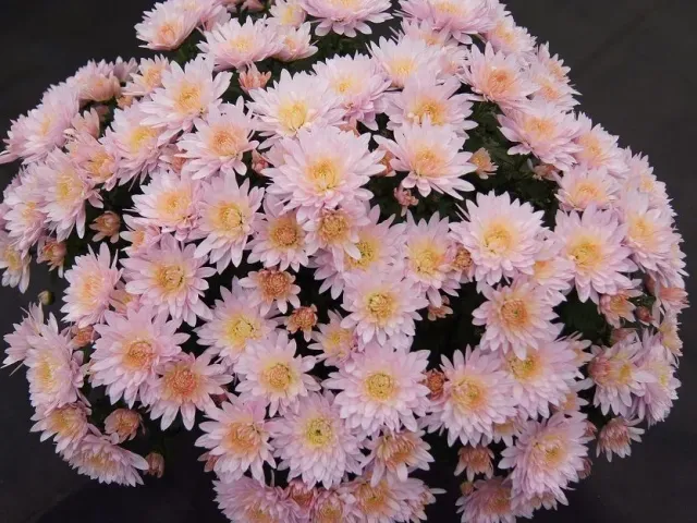 DLFLEON 1