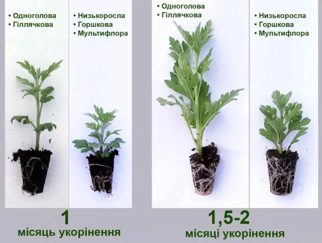 Саженцы хризантемы разных сортов и сроков укоренения