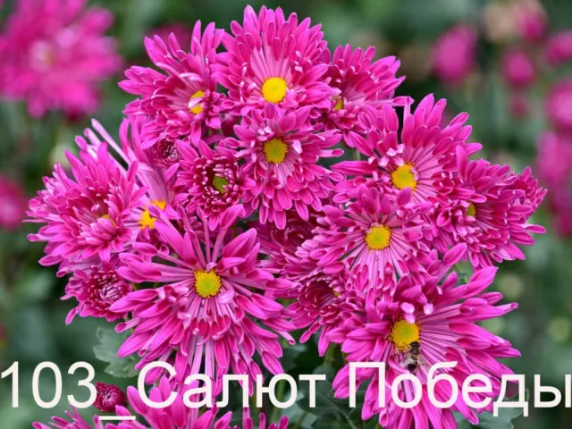 Салют Победы