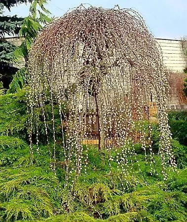 Крупный план плакучей ивы Козак на фоне зелёных кустов