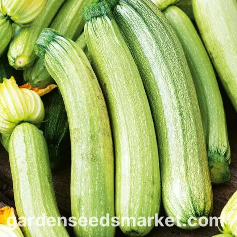 Zucchini variety Bianca di Trieste on background