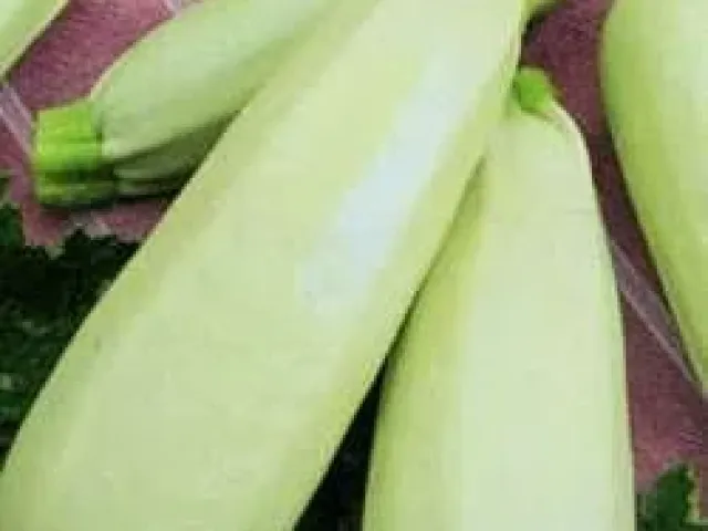Чайка
