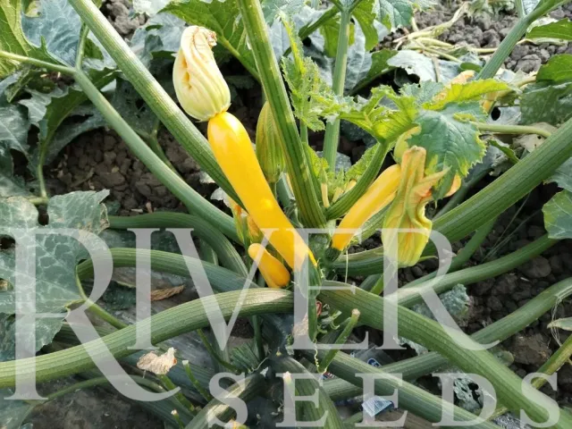 Желтые цветки кабачка на фоне зелени с логотипом RIVER SEEDS - Сабина