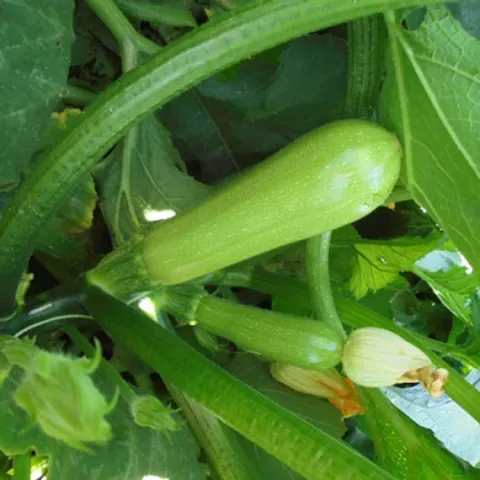 Fresh zucchini on plant - TIYA