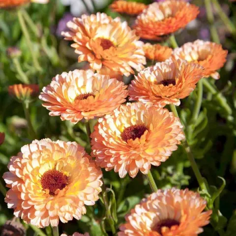 Orange calendula flowers on a green background - PINK SURPRISE