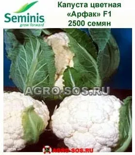 Cauliflower seeds Arfak F1, 2500 seeds