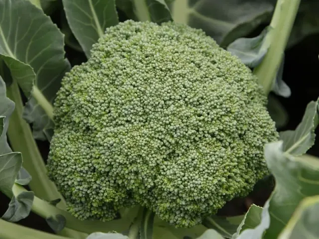 Куско