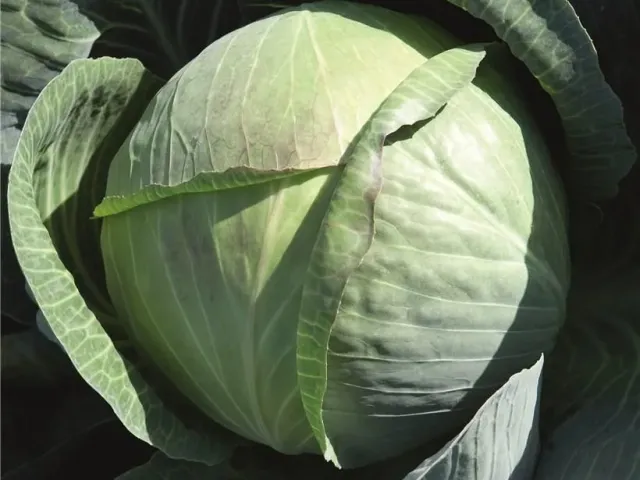 Циклон F1