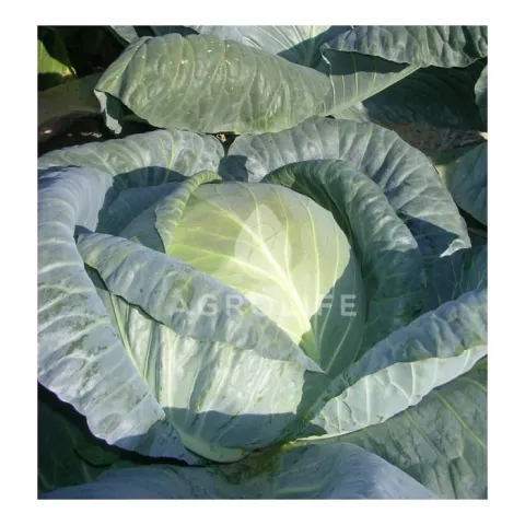 Fresh Fundaxy F1 cabbage