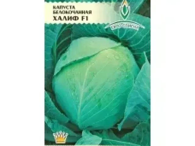 Халиф
