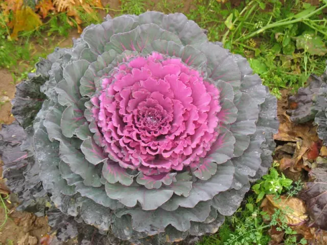 Rosette of Kapriz cabbage in the field