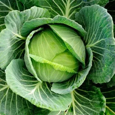 Fresh cabbage without product name - Kryomon F1