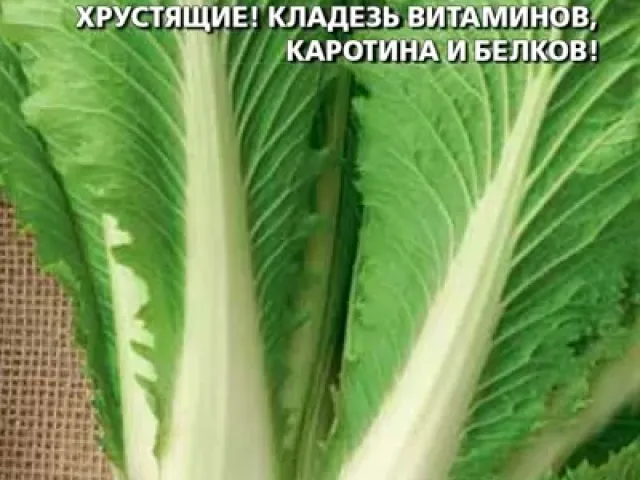 Родник