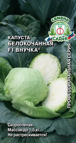 Насіння капусти білокочанної Г1 Внучка на зеленому фоні